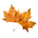 autumn-1