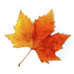 autumn-leaves
