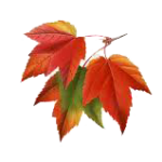 autumn-leaves1