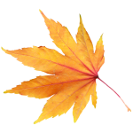 autumn-leaves2